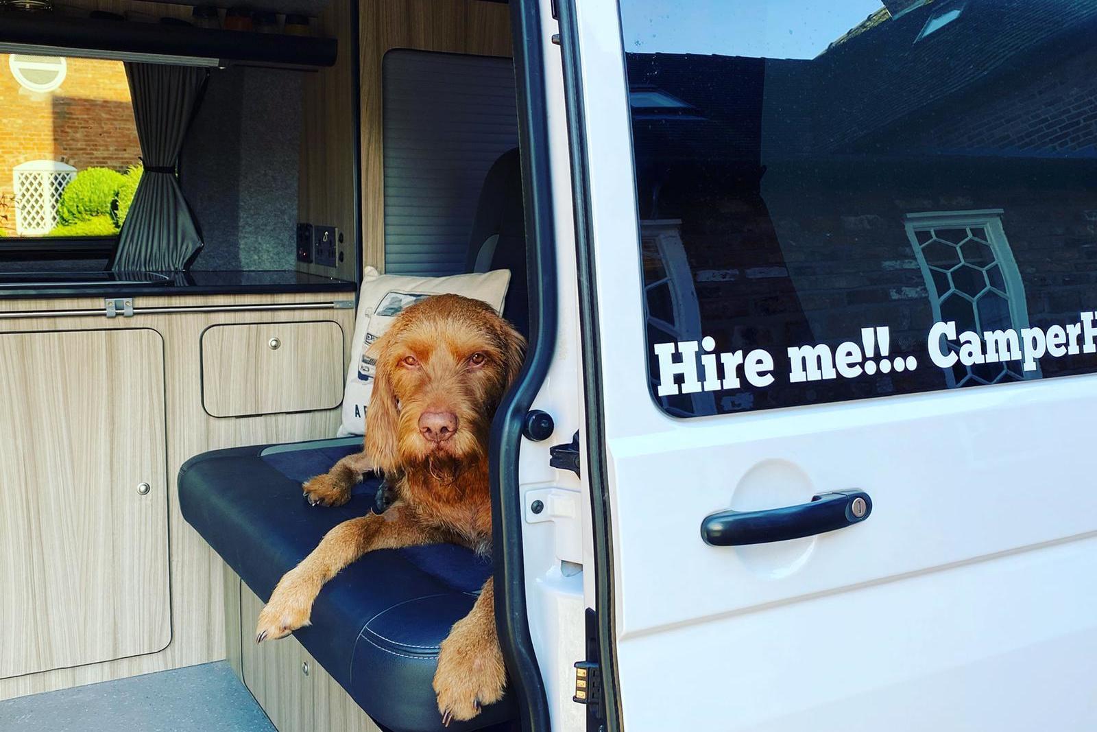 dog friendly campervan hire
