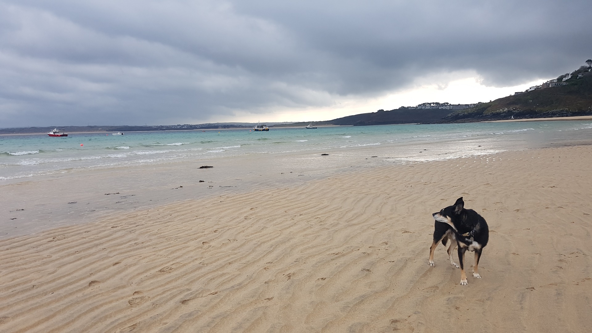 Cornwall dog friendly beach